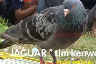 Ini Dia Jaguar, Merpati Kolongan yang Laku Rp1,5 Miliar di Pekalongan, Sering Juara Lomba