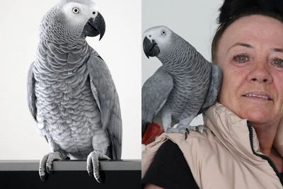 Kenali Scooby, Burung Beo yang Dikenal dengan Mulut Paling Kotor dan Ucapan Sarkastis
