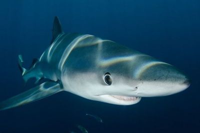 Mengenal Hiu Megalodon, Ikan Raksasa yang Punah karena Suhu Tubuh Terlalu Panas
