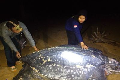 Penyu Terbesar di Dunia Muncul di Pantai Paloh Kalimantan Barat