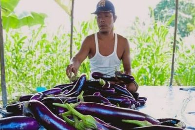 Harga Terong Ungu Turun, Para Petani di Padang Lawas Lemas