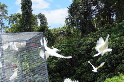 FOTO: Pelepasliaran Satwa Endemik Papua di Pangkalan Koarmada II