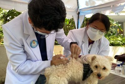 Masyarakat Diajak Aktif Mencegah Penyakit Rabies dengan Vaksinasi