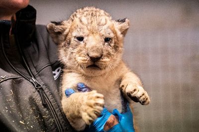FOTO: Lucunya Anak Singa di Kebun Binatang Kopenhagen