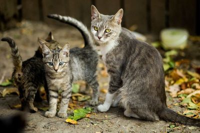Pemerintah China Bunuh 3 Kucing Rumahan Akibat Terpapar COVID-19