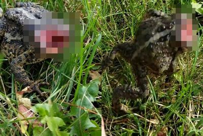Pria Ini Ketakutan Lihat Katak Tanpa Kepala & Berdarah Masih Hidup, Ini Fakta di Baliknya