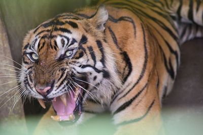 FOTO: Kondisi Harimau Sumatera yang Viral di Medan Zoo