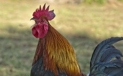 Ini Alasan Mengapa Ayam Selalu Berkokok Menjelang Pagi Hari, Gara-gara Cahaya