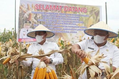 Bangga dengan Hasil Panen, Edy Mau Langkat Jadi Sentra Pengolahan Jagung Pakan Ternak