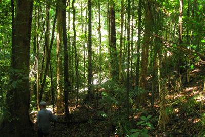 Hutan Daintree di Queensland Dikembalikan pada Suku Aborigin!