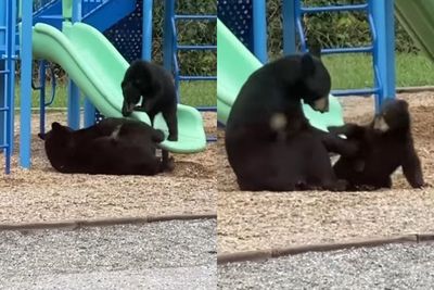 Video Lucu Induk Beruang Mengajari Anaknya Bermain Papan Luncur di Taman Bermain