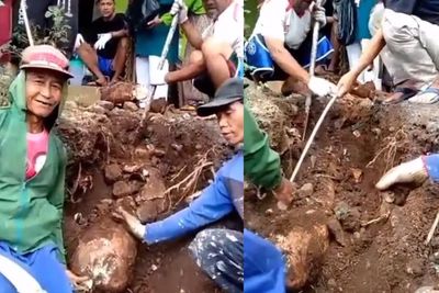 Warga Geger Temukan Benda Mirip Mayat Dikafani Saat Gali Tanah, Rupanya Singkong