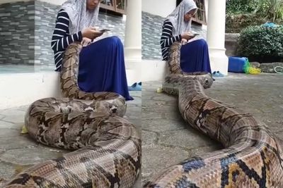 Ular Piton Raksasa Ini Tidur dengan Nyaman di Pangkuan Gadis yang Asyik Main Ponsel