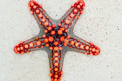 Bukan Jenis Ikan, Berikut Fakta Unik Seputar Bintang Laut, Salah Satunya Makan Pakai Perut