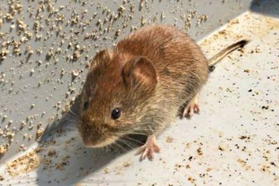 Jangan Lakukan 5 Hal Ini Jika Tak Mau Tikus Bersarang di Rumah!