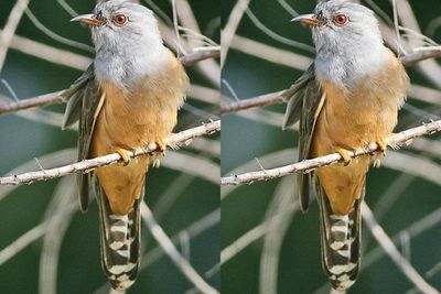 Mitos: Nyanyian Burung Kedasih Membawa Kabar Buruk!