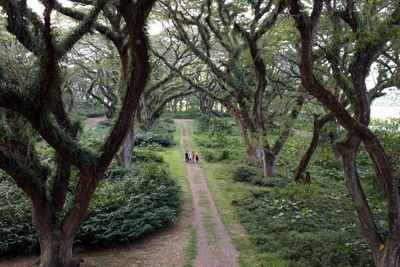 FOTO: Wisata Hutan Djawatan Banyuwangi