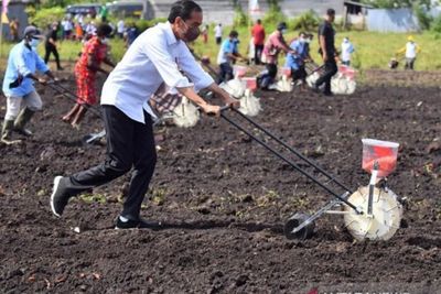 Presiden Jokowi Ingin Jadikan Sorong sebagai Produsen Utama di Sektor Pertanian