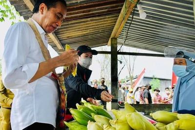 Jokowi Lahap Santap Jagung Rebus Bersama Puan Maharani Saat Tinjau Pertanian di Sorong