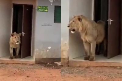 Video Menggemaskan Singa yang Keluar dari Toilet Umum Bikin Netizen Heran