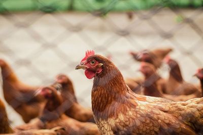 Berikut Mitos-mitos Mengenai Ayam yang #KAMUHARUSTAU!