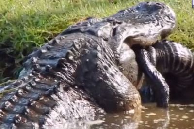 Viral Video Menegangkan Buaya Raksasa Makan Buaya, Aksinya Dianggap Kanibalisme