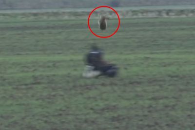 Video Keren Kelinci yang Melompati Elang untuk Menghindari Serangan, Menantang Kematian!