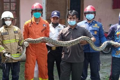 Waduh! Ular Sanca 3 Meter Ditemukan saat Bongkar Tembok Rumah di Jaksel