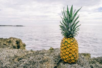 Apa Benar Nanas Jadi Pemicu Keguguran?
