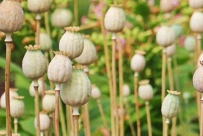 Ironi Pedagang Opium di Afghanistan, Meski Haram, Tetap Berjualan karena Tak Ada Pilihan