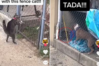 Berlagak Bang Jago, Kucing Ini Tantang Anjing Besar Duel hingga Terobos Pagar Kawat