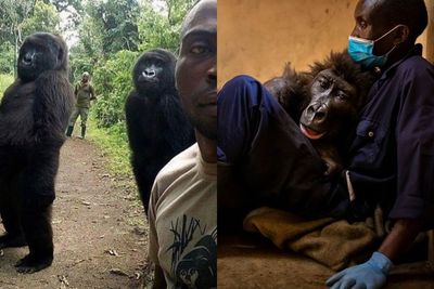 Gorila Gunung yang Viral karena Foto Selfie Menggemaskannya Meninggal di Usia 14 Tahun