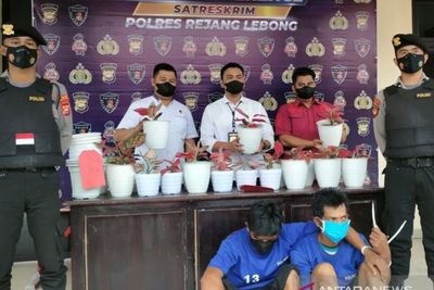 Polisi Tangkap Pencuri Spesialis Ratusan Tanaman Hias di Bengkulu