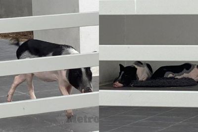 Usai Ngontrak, Orang Ini Tinggalkan 2 Ekor Babi di Rumah Sewa, Bikin Resah Para Tetangga