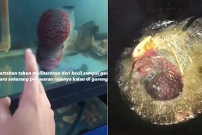Penasaran Sama Rasanya, Cowok Ini Tega Goreng Ikan Louhan Kesayangannya