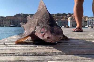 Seorang Perwira Angkatan Laut Berhasil Menemukan Ikan Hiu Bermuka Babi!