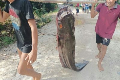 Heboh Warga Sintang Tangkap Ikan Tapah Raksasa di Sungai Kapuas, Ini Penampakannya