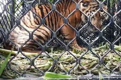 Ketakutan Lihat Harimau Sumatra Muncul, Warga di Aceh Nekat Tinggalkan Motor di Perkebunan