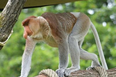 Bak Pinokkio, Semakin Bertambah Usia, Hidung Bekantan Semakin Membesar, Loh Kok Bisa?