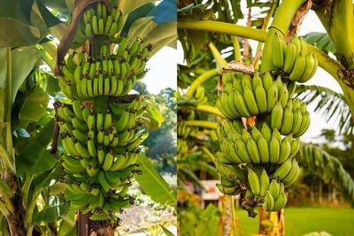 Akibat Tertimpa Pohon Pisang Seberat 70 Kg, Pria Ini Dapat Kompensasi Rp7 Miliar