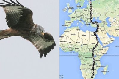 Seekor Elang Dilacak Bermigrasi dari Afrika ke Finlandia, Terbang Lurus Selama 42 Hari