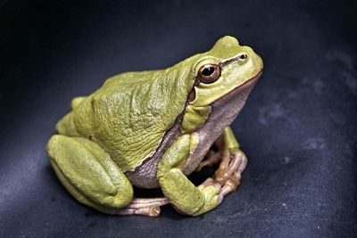 5 Jenis Contoh Hewan Vertebrata yang Memiliki Tulang Belakang