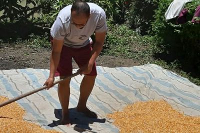 Didepak KPK, Rasamala Aritonang Pulang Kampung Jadi Petani Jagung