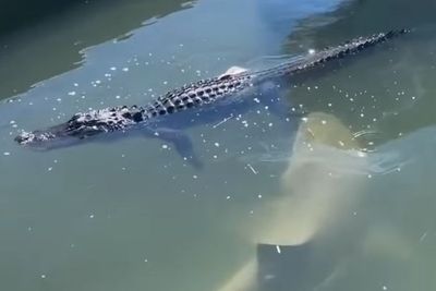 Viral Video Menegangkan Antara Buaya dengan Hiu, Sekelompok Turis Malah Menonton Histeris