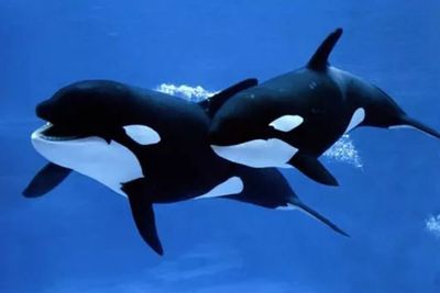 Bukan Jenis Ikan Paus, Berikut Fakta Unik dari Paus Orca yang Kerap Disebut Paus Pembunuh