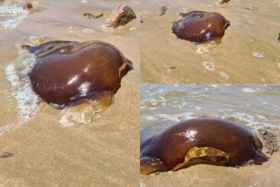 Makhluk Misterius Tak Dikenal Ini Muncul di Pantai Australia, Dikira Ubur-ubur Tomat