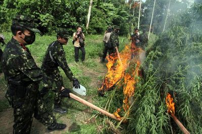 Penggerebekan Ladang Ganja di Aceh, Berikut Foto-fotonya