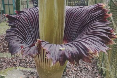 Bunga Bangkai Kebun Raya Cibodas Cianjur Mekar untuk Ketiga Kalinya Dalam 2 Dekade