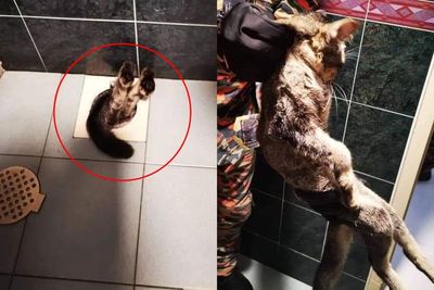 Kucing Ini Diselamatkan Pemadam Kebakaran Usai Terjebak di Lubang Pembuangan Kamar Mandi