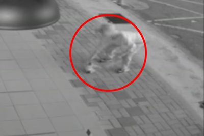Lagi-lagi Aksi Kejam Terhadap Hewan, Pria Ini Banting dan Lempar Kucing Berulang Kali